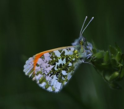 Oranjetipje - Orange Tip
