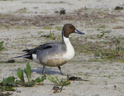 Pijlstaart - Northern Pintail