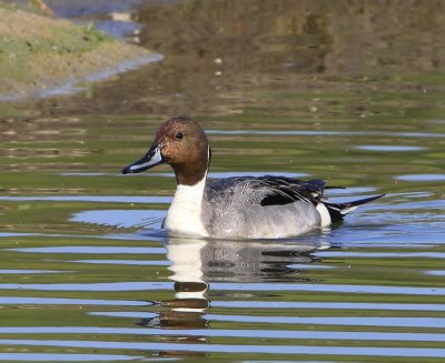 Pijlstaart - Northern Pintail