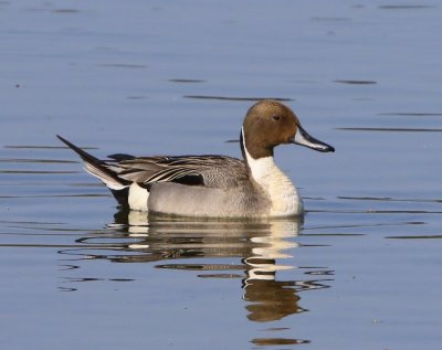 Pijlstaart - Northern Pintail