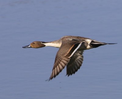 Pijlstaart - Northern Pintail
