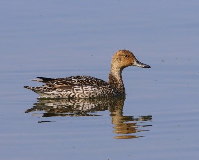 Pijlstaart - Northern Pintail