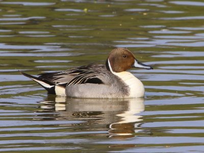 Pijlstaart - Northern Pintail