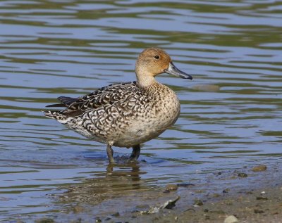 Pijlstaart - Northern Pintail