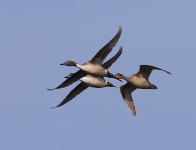 Pijlstaarten - Northern Pintails