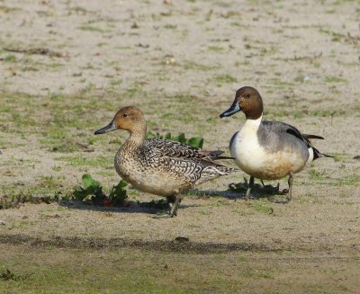 Pijlstaarten - Northern Pintails