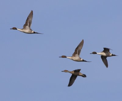 Pijlstaarten - Northern Pintails