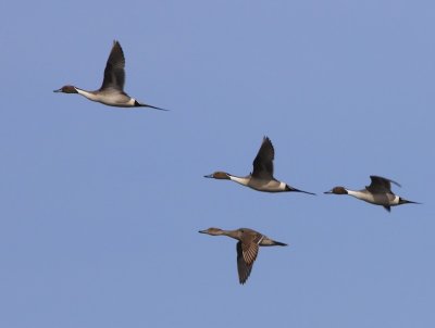 Pijlstaarten - Northern Pintails