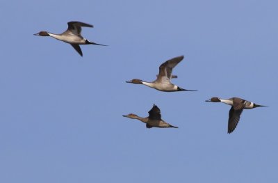 Pijlstaarten - Northern Pintails