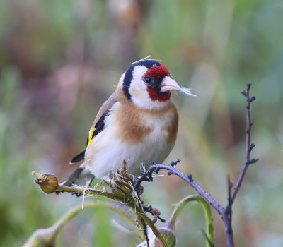 Putter - European Goldfinch