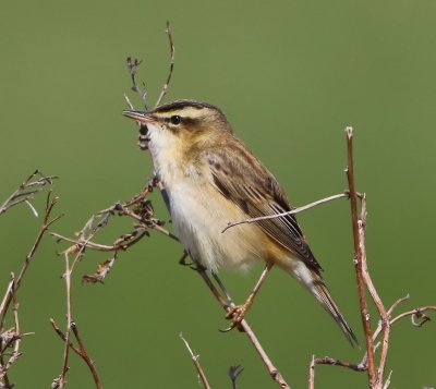 Rietzanger - Sedge Warbler