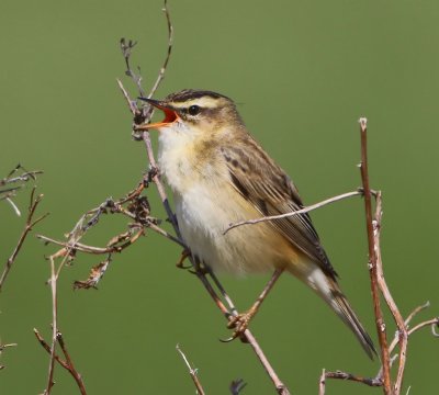 Rietzanger - Sedge Warbler