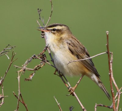 Rietzanger - Sedge Warbler