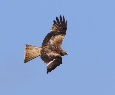 Rode Wouw - Red Kite