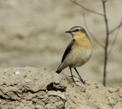 Tapuit - Northern Wheatear