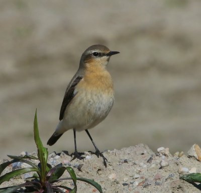 Tapuit - Northern Wheatear