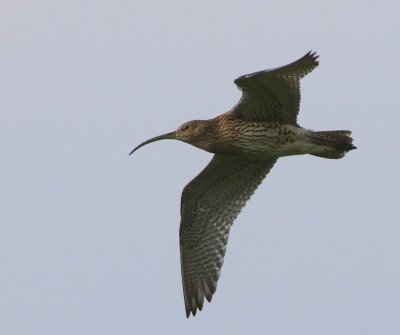 Wulp - Eurasian Curlew