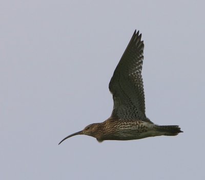 Wulp - Eurasian Curlew