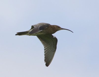 Wulp - Eurasian Curlew