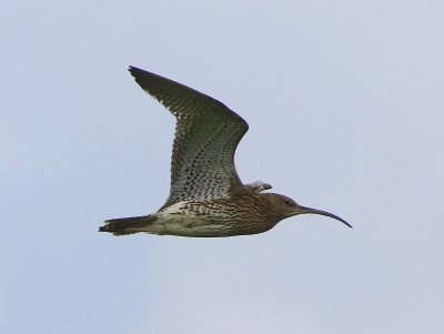 Wulp - Eurasian Curlew