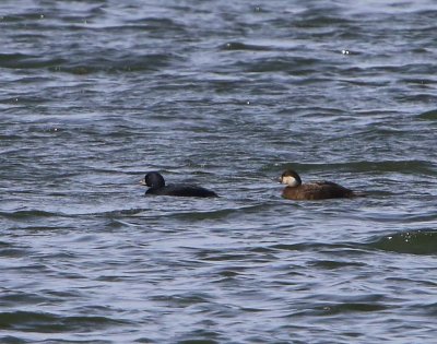 Zwarte zee-eenden - Common Scoters