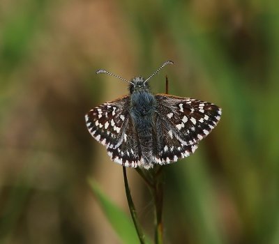 Aardbeivlinder - Grizzled Skipper