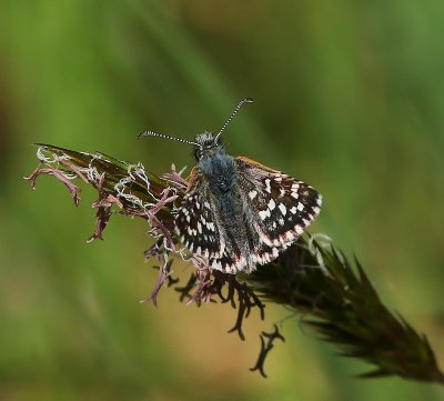 Aardbeivlinder - Grizzled Skipper