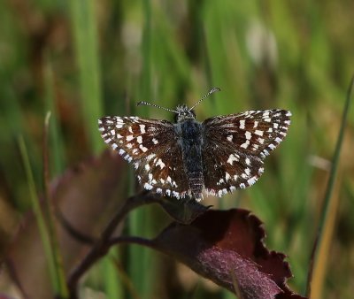 Aardbeivlinder - Grizzled Skipper