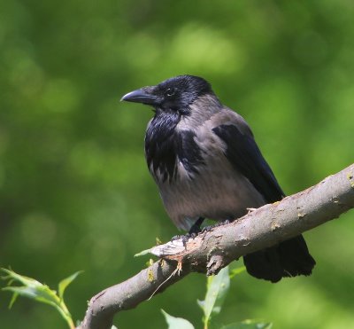 Bonte Kraai - Hooded Crow
