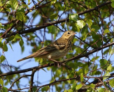Boompieper - Tree Pipit