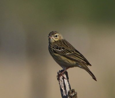 Boompieper - Tree Pipit