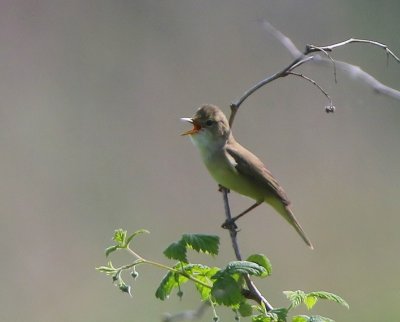 Bosrietzanger - Marsh Warbler