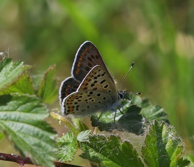 Bruine Vuurvlinder - Sooty Copper