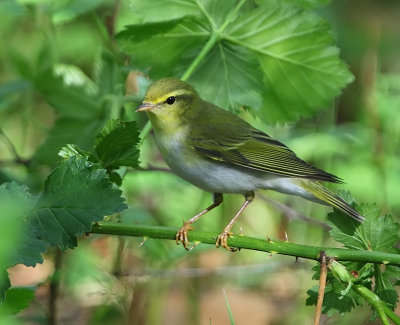 Fluiter - Wood Warbler