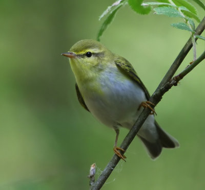 Fluiter - Wood Warbler