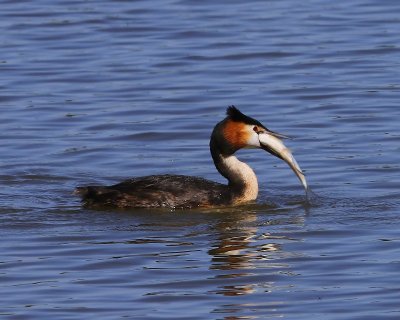 Fuut - Great Crested Grebe