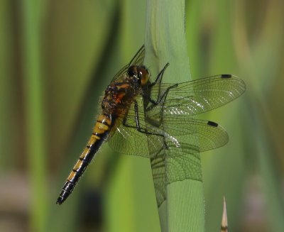 Gevlekte  Witsnuitlibel - Large White-faced Darter
