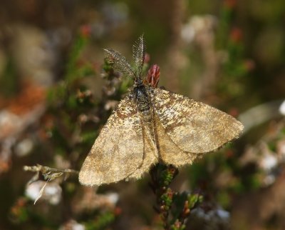 Gewone Heispanner - Common Heath