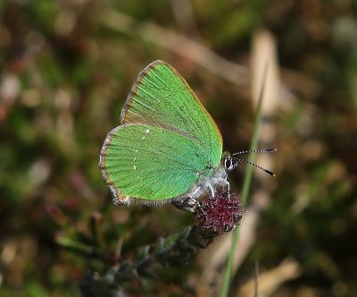 Groentje - Green Hairstreak