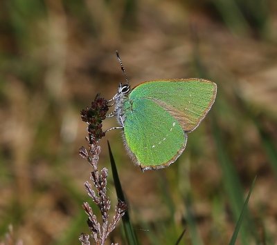 Groentje - Green Hairstreak