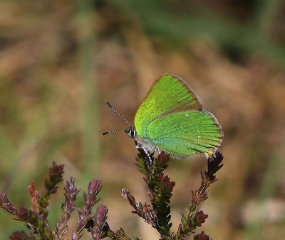 Groentje - Green Hairstreak