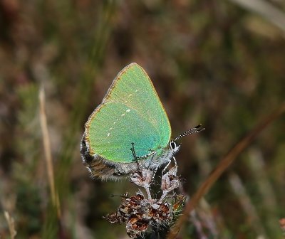Groentje - Green Hairstreak