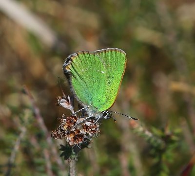 Groentje - Green Hairstreak
