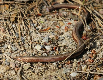 Hazelworm - Slow Worm