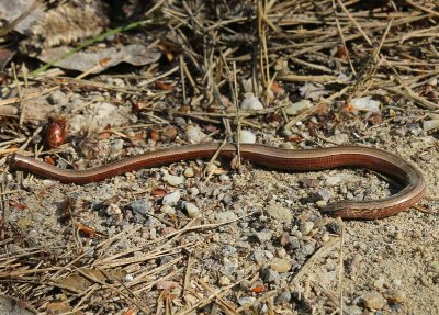 Hazelworm - Slow Worm