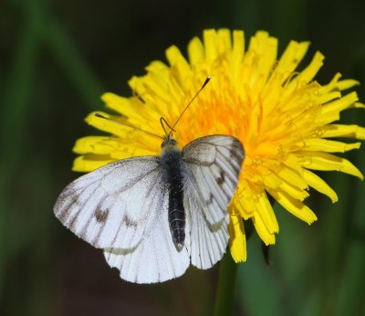 Klein Geaderd Witje - Green-veined White