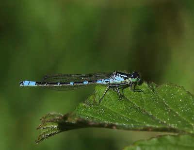 Maanwaterjuffer - Crescent Bluet