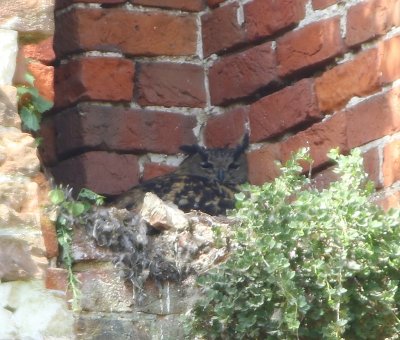 Oehoe - Eurasian Eagle Owl