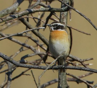 Paapje - Whinchat