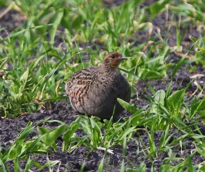 Patrijs - Grey Partridge